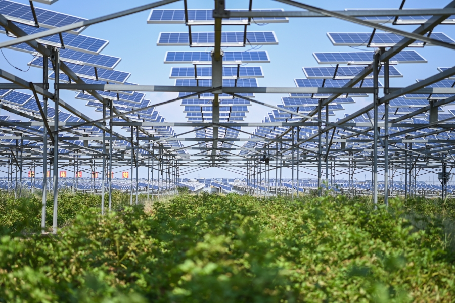 圖5 三峽集團在庫布齊沙漠腹地繪就沙漠生態治理與綜合能源高效利用新畫卷 圖5 三峽集團在庫布齊沙漠腹地繪就沙漠生態治理與綜合能源高效利用新畫卷